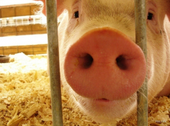 Под Волгоградом пострадавшим от АЧС выплатят 12 миллионов компенсации 