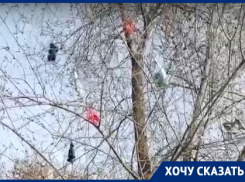 «Каждый день на деревьях новые трусы»: волгоградка о пешеходной дороге