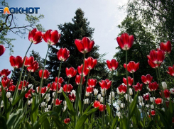 В преддверии Дня Победы в Волгограде станет еще теплее