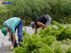 Путин разрешил волгоградцам разводить на даче кур и кроликов