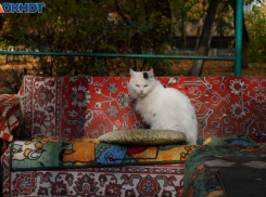 Гуляющий кот принес смертельную заразу домой волгоградцам