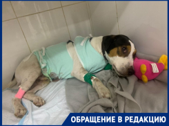 Породистому псу разорвало печень из-за конфликта волгоградцев на пляже 