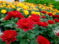 Шедевральный цветочный бал зовут посмотреть волгоградцев