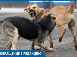 Пенсионерка серьезно пострадала после атаки собак на севере Волгограда 