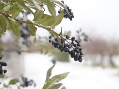 После дождя волгоградцев ждут снег и метель
