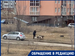 Кормят ведрами еды и уезжают: старушки заботятся о бросающихся на детей собаках в Волгограде