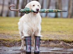 Вторник Волгоград проведет под пасмурным небом и небольшим дождем