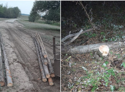 «Черный» лесоруб хотел пустить 8 сосен на жерди забора под Волгоградом