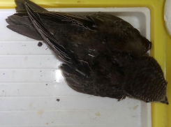 Семейная пара из Волжского нашла на балконе птенца стрижа