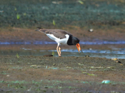 Птицу-символ Фарерских остров показал фотограф на отмели под Волгоградом