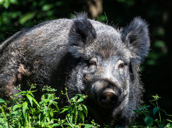 Под Волгоградом охотник пытался выкрасть убитого кабана