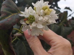 «Как в сказке про подснежники!»: в Волгограде в октябре расцвела сирень