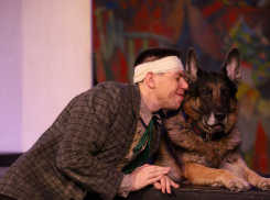 Артистичную собаку для работы в спектакле ищет волгоградский театр