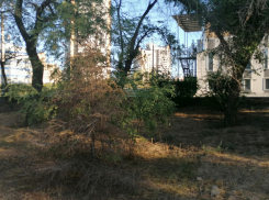 Вместо масштабных планов волгоградцы просят власть дать горячую воду и спилить засохшие деревья