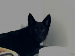 В Волгограде парализованная после аварии собака встала на лапы