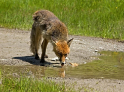 В Волгоградской области объявили карантин по бешенству