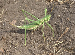 В Волгоградской области исчезает самый крупный кузнечик России