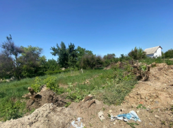 Мэрия Волгограда призналась в вырубке 25-летних деревьев в 30-градусную жару