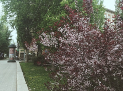 Дневная жара и ночная прохлада ждут волгоградцев накануне рабочей недели