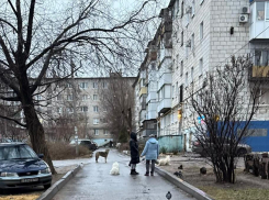 «Привезли еще одну размером с пони, чуть не разорвали ребенка»: собаки терроризируют поселок в Волгограде