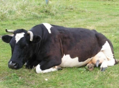 Под Волгоградом у братьев украли 11 коров и 2 быков 