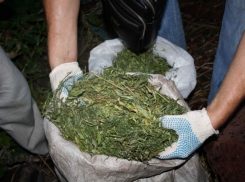 Под Волгоградом у двух подозреваемых найдено 20 кг наркотиков