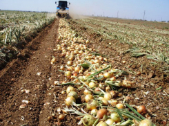 Раздавивший насмерть рабочего на сборе лука под Волгоградом тракторист получил условный срок