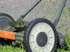 Жителей Волгоградской области избавят от сорняков за 5 млн рублей