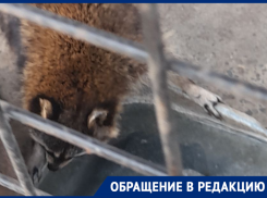 «Грустные глаза беспалого енота»: посетители кафе «Дворик» рассказали о бездействии владельцев и служб
