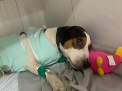 Волгоградец осужден за избиение породистого пса