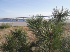 Сад из крымских сосен появится на набережной Волгограда