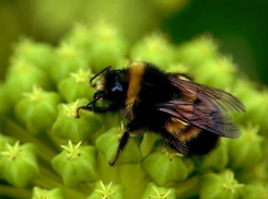 В Волгоградской области исчезает армянский шмель