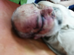 Казаку проломили череп и бросили умирать под Волгоградом