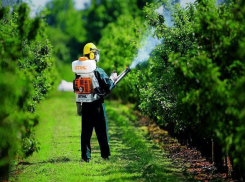 В Волжском будут травить ильмового листоеда