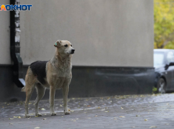 Ноябрьский дождь ожидает волгоградцев в воскресенье 