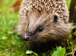 Брать ежей домой и кормить собак у подъездов запретили волгоградцам из-за опасности бешенства