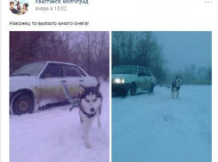 Волгоградец заставил собаку взять на буксир автомобиль
