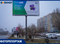 В центре Волгограда безнаказанно вырубили берёзы ради рекламы «Сбера»