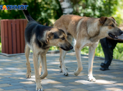 «Принимается решение о профилактике бешенства»: волгоградца искусали собаки в приюте