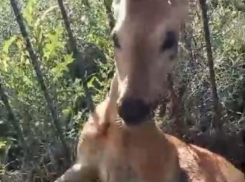 Косулю с поврежденным позвоночником спасают в Волгограде: видео