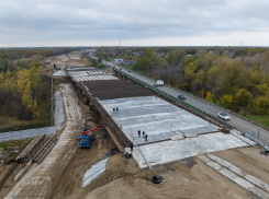 «Снова будут уничтожены краснокнижные растения и животные»: в «Гринпис» бьют тревогу из-за грядущей вырубки дубов под Волгоградом за 200 миллионов