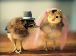 Год Петуха – благоприятное время для заключения брака и рождения детей