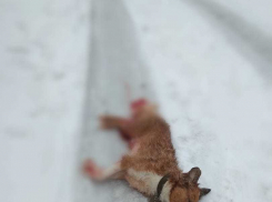 Зверски убитую собаку в Волгограде оставили умирать на дороге 