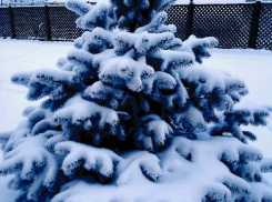 В Волгоградской области выбрали самую красивую елочку региона 
