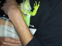 Волгоградцы спасли игуану, застрявшую на дереве