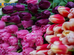 Волгоград на 8 Марта завесят плакатами на 200 тысяч рублей