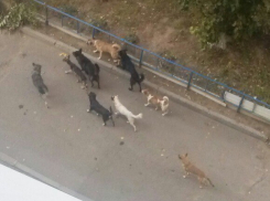 В Волгограде свора собак набросилась на 5-летнего малыша