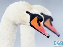 В Волгоградской области лебедя спасли от морозов и одиночества