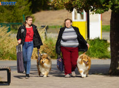 Солнечно, тепло и без осадков: погода порадует волгоградцев 7 октября