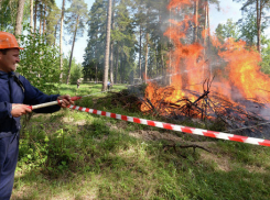 В 2 районах Волгоградской области вспыхнули крупные лесные пожары